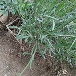 Lavandula latifolia Ліст