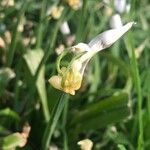 Allium paradoxum Blodyn