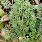 Daucus pusillus Folha