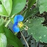 Commelina communis Kwiat
