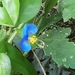 Commelina communis Çiçek