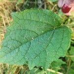 Physalis heterophylla Foglia