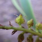 Bulbophyllum scaberulum Blomst