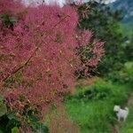 Cotinus coggygria花