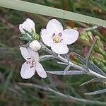 Gomphostigma virgatum Flower