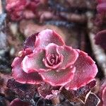 Sedum spurium Blad