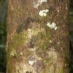 Pachira dolichocalyx Bark