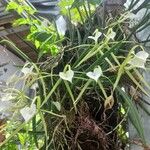 Brassavola nodosa Flor