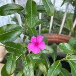 Catharanthus roseus葉