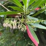 Elaeocarpus angustifolius Leaf