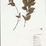 Norrisia malaccensis Sonstige