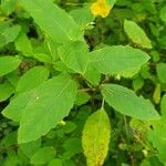 Impatiens noli-tangere Leaf