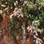Psidium guajavaHábito