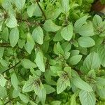 Ocimum kilimandscharicum Leaf