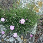 Dianthus subacaulis Habitus