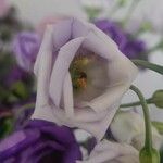 Eustoma exaltatum Cvet