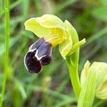 Ophrys × brigittae Flower