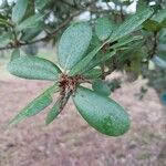 Quercus phillyreoides Yaprak