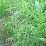 Equisetum sylvaticum Leaf