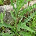 Cirsium arvenseBlad