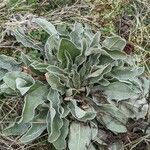 Lychnis coronaria Blatt