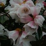 Rhododendron tsariense Flower