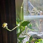 Tridax procumbensFeuille