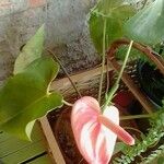 Anthurium andraeanumFlower