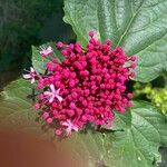 Clerodendrum bungeiLorea