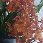Oncidium crocidipterum Flor
