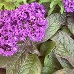 Heliotropium arborescens Celota