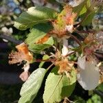 Malus coronaria Leaf