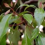 Cinnamomum camphora 樹皮