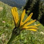 Tragopogon orientalis Flower