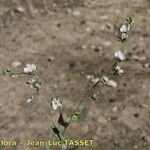 Omphalodes linifolia Květ