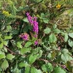 Erica cinerea Hàbitat