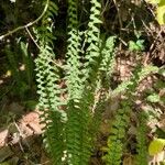 Asplenium platyneuron Leht