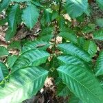 Coffea canephoraFoglia