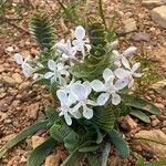 Lapeirousia pyramidalis Flower