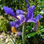 Iris xiphium Kwiat