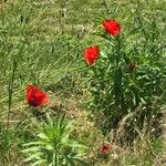 Papaver rhoeas Flower