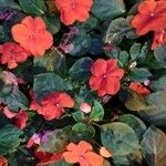 Impatiens walleriana Blomst