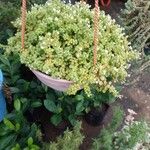 Crassula expansa ശീലം