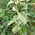 Salvia discolor Feuille