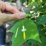 Alangium platanifolium Flor