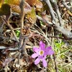 Primula minima Flower