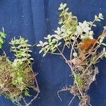 Peperomia tetraphylla Otro