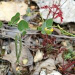 Coronilla scorpioides Λουλούδι