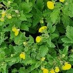 Calceolaria tripartita Агульны выгляд