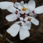 Iberis procumbens Flower